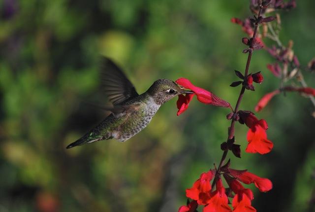 hummingbird